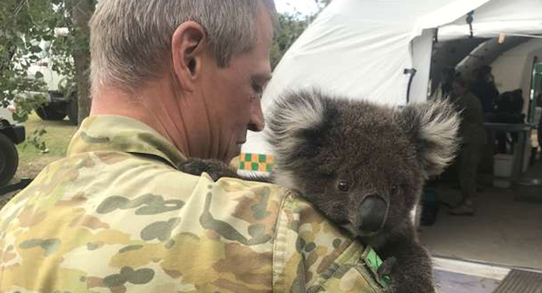 Koala nije ispuštala iz zagrljaja čovjeka koji ju je spasio, vjerovala mu je