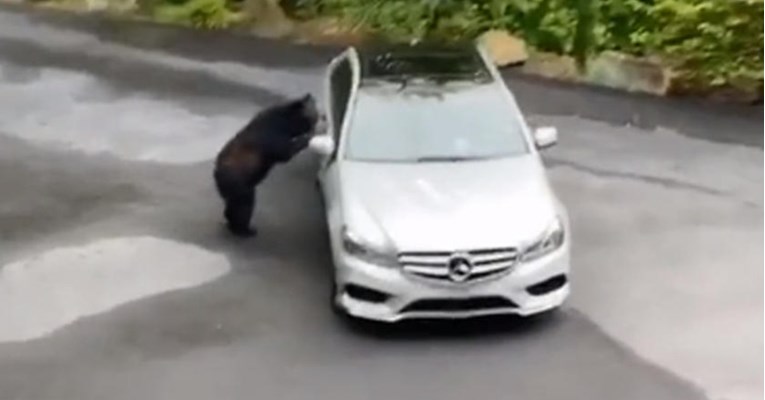 VIDEO Mladunče medvjeda pokušalo ukrasti Mercedes