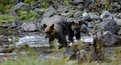 Medvjedi su u pola godine u Japanu ubili dvoje i ozlijedili 158 ljudi. Što se događa?