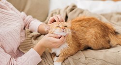 Mačke nisu bezosjećajne, istraživanja pokazala da se vežu za ljude više od pasa