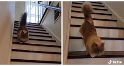 VIDEO Pokušajte ostati ozbiljni dok gledate kako se ova mačka spušta stepenicama