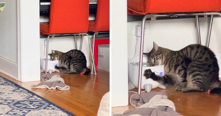 Mačka privukla pažnju zbog neobičnog načina na koji pije vodu, video je hit