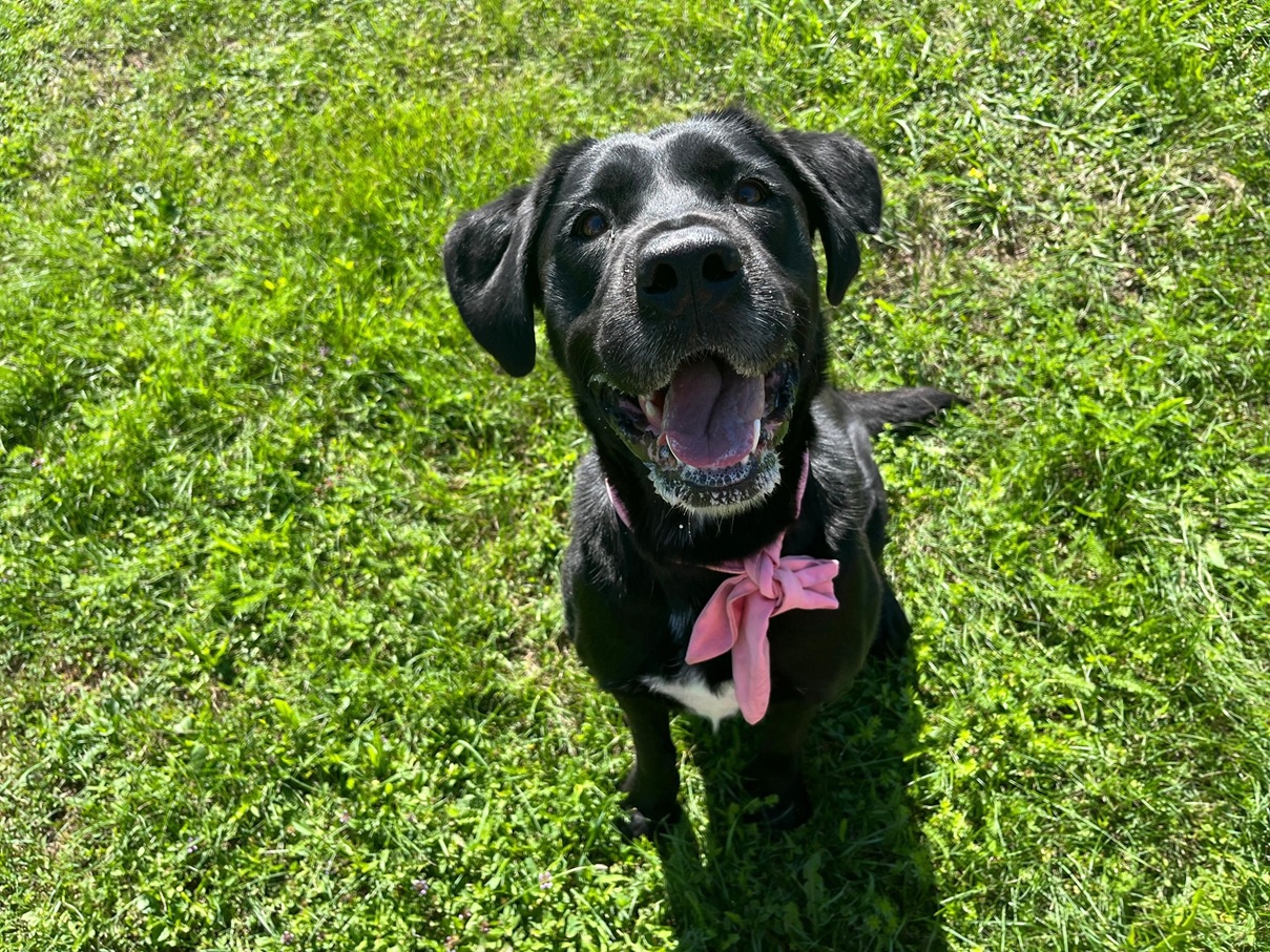 Bea