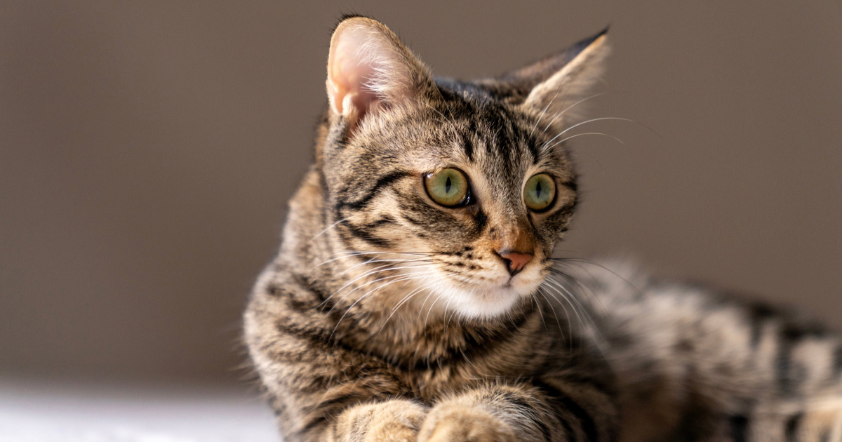 10 zanimljivosti o tigrastim mačkama koje možda niste znali 🐾