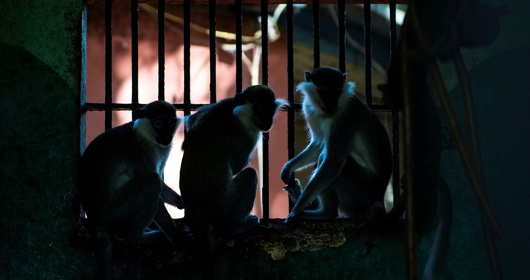 Majmuni šetali češkim gradom nakon bijega iz zoološkog vrta
