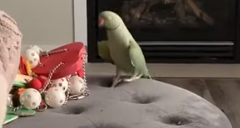 Raspjevana papiga pleše uz svoju omiljenu pjesmu i to izgleda preslatko