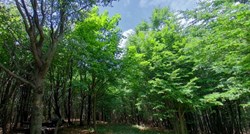 Teška nesreća u šumi u Slavoniji. Mladić (22) quadom sletio u provaliju i poginuo