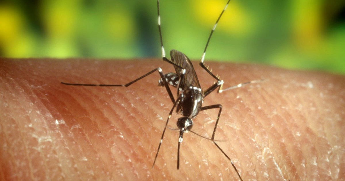 Virus Zapadnog Nila potvrđen kod sedam ljudi. U Zagrebu kreće suzbijanje komaraca