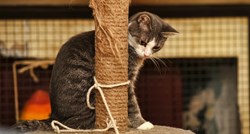 Zašto mačke bruse nokte i kako im možete pomoći a da vam ne unište kuću