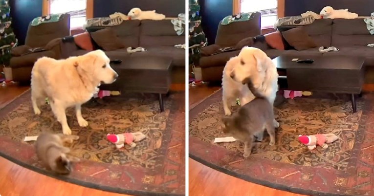 Mačak tješi zlatnog retrivera dok su sami kod kuće, prizor topi srca