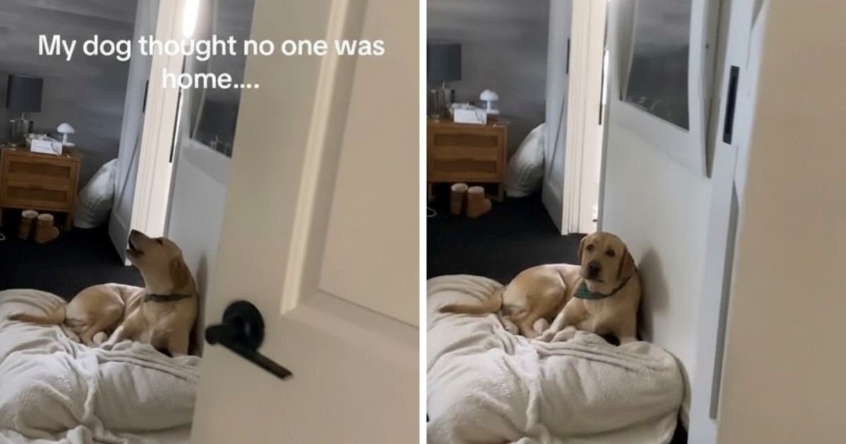 Pas je tužno zavijao misleći da je sam. Vlasnica otkrila dirljiv razlog zašto to radi