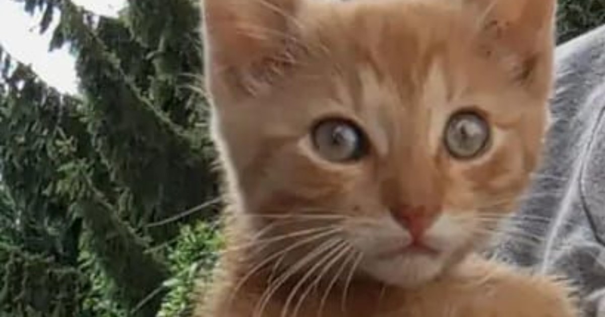 Umiljati narančasti mačić traži dom