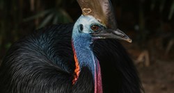 Najopasnijoj ptici prijeti izumiranje. Glavni neprijatelji su joj ljudi