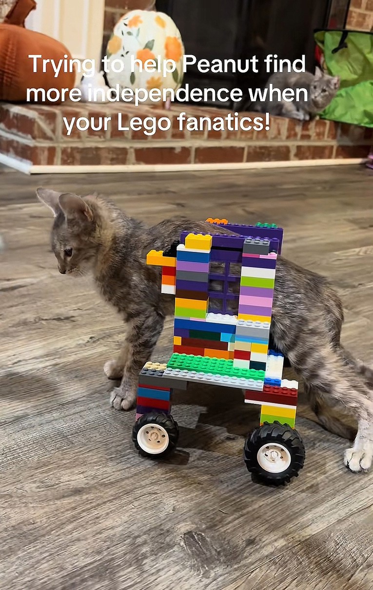 Djeca mačku napravila kolica od LEGO kockica. Baš su kul