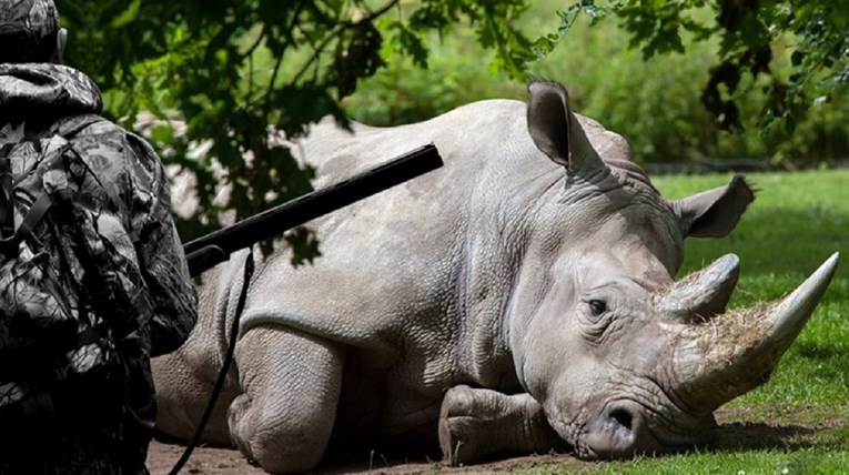Znanstvenici spašavaju sjeverne bijele nosoroge od izumiranja. Ostala su samo dva