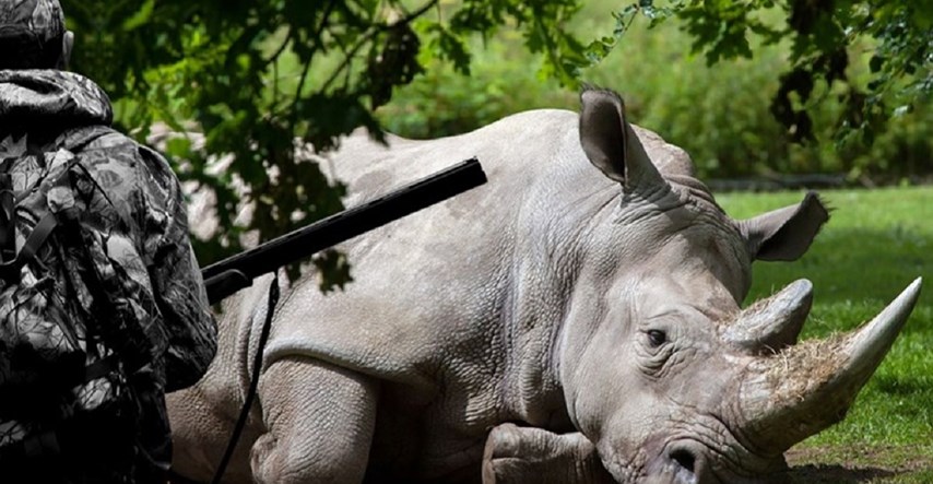 Znanstvenici spašavaju sjeverne bijele nosoroge od izumiranja. Ostala su samo dva