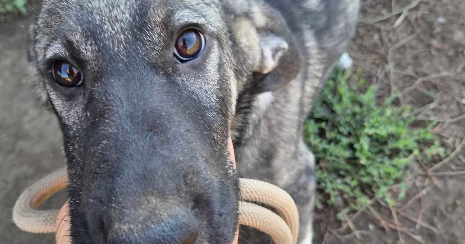 Dva štenca kangala, Stela i Bruno, hitno traže dom