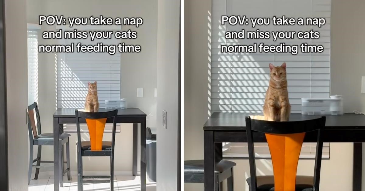 Mačka nije dobila hranu na vrijeme. Način na koji je dočekala vlasnika nasmijao mnoge