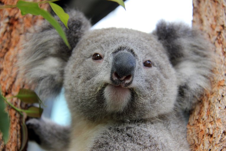 Smrtonosni požari u Australiji postaju sve gori, uginulo najmanje 350 koala