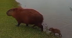 Ako imate loš dan, vrijeme je da pogledate video bebe kapibare