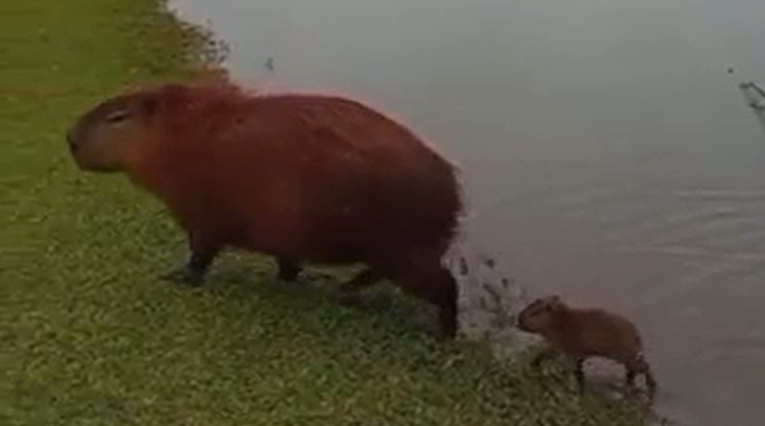 Ako imate loš dan, vrijeme je da pogledate video bebe kapibare