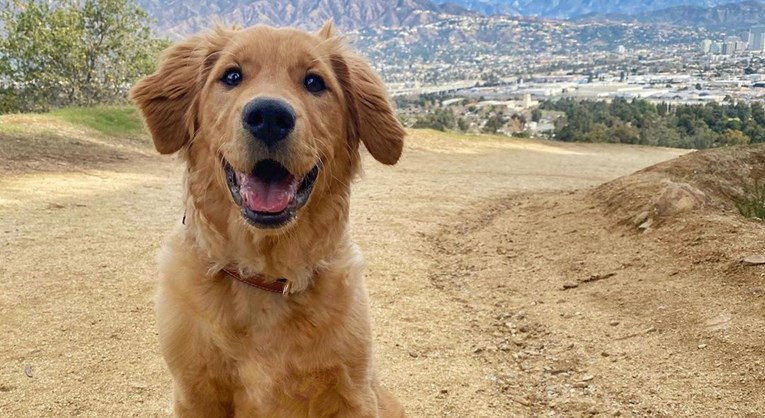 Ovo je 10 sigurnih znakova da je vaš pas uistinu sretan
