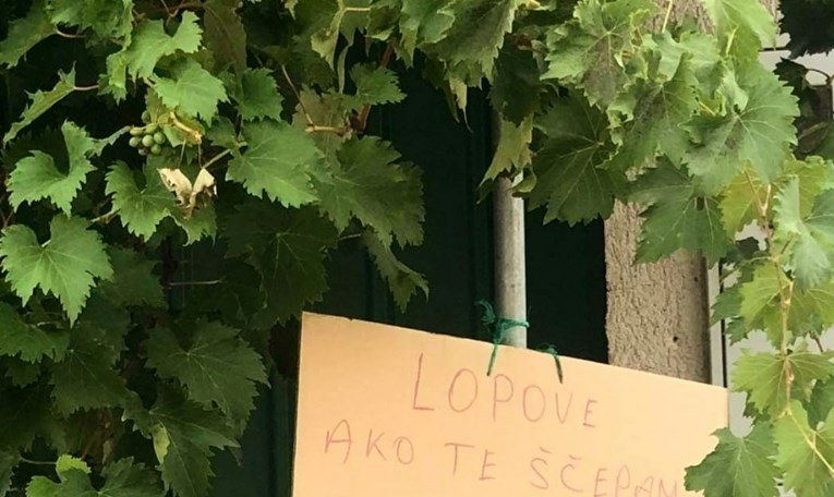 Dalmatinac postavio natpis za kradljivce grožđa i postao hit: "Ako te ščepam..."