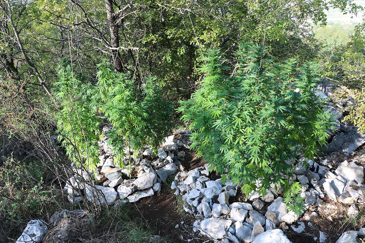 Nađene dvije plantaže marihuane, uhićen muškarac