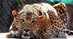 Tri leoparda pobjegla iz safari-parka u Kini, jedan je još na slobodi i luta gradom