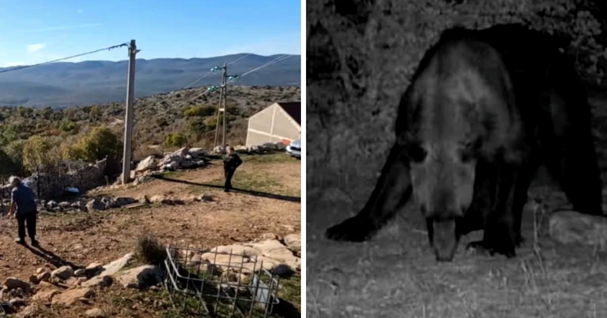 Medvjedi kod Obrovca napadaju stoku, u strahu i ljudi. "Osjećamo se napušteno"