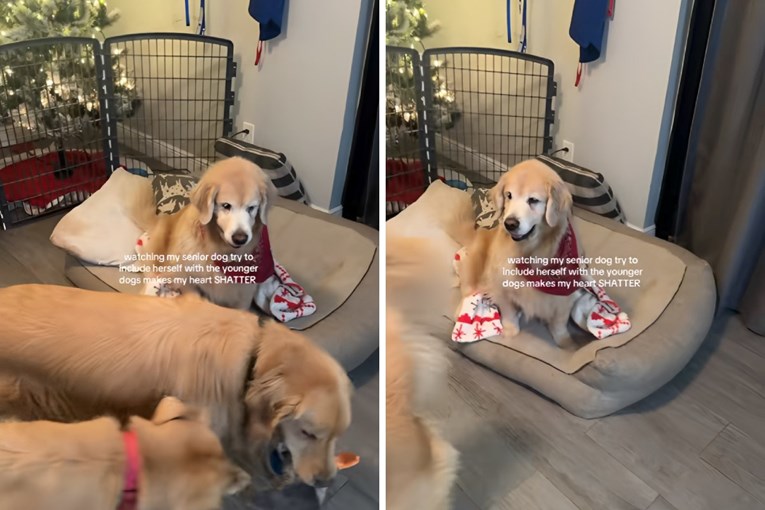Starija zlatna retriverica pokušava se igrati s mlađim psima, prizor topi srca
