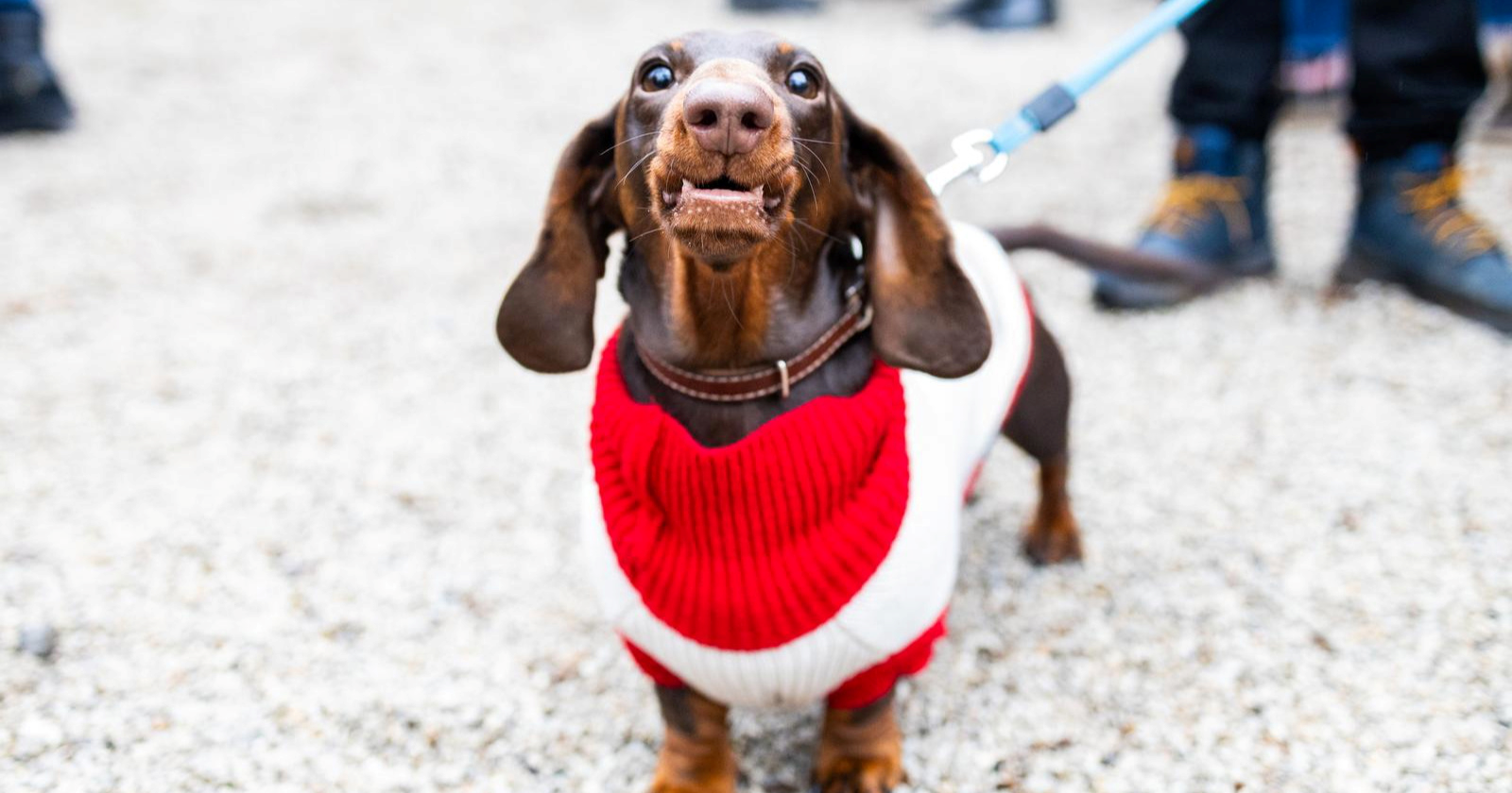 FOTO Špica jazavčara ove subote okupila preslatke njuškice na zagrebačkom Ribnjaku