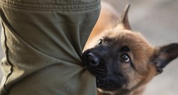 Štene belgijskog ovčara trenira za policijskog psa, ljudi ga već obožavaju