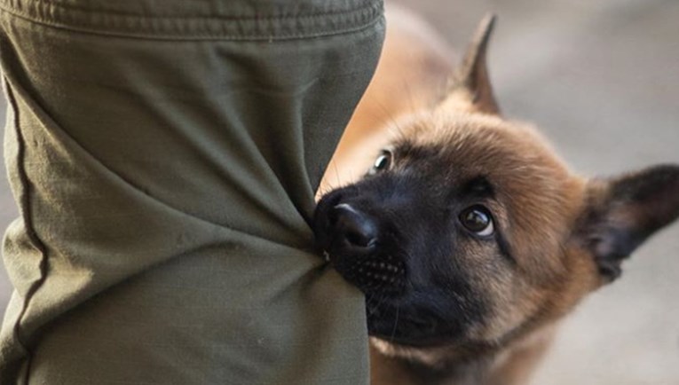 Štene belgijskog ovčara trenira za policijskog psa, ljudi ga već obožavaju