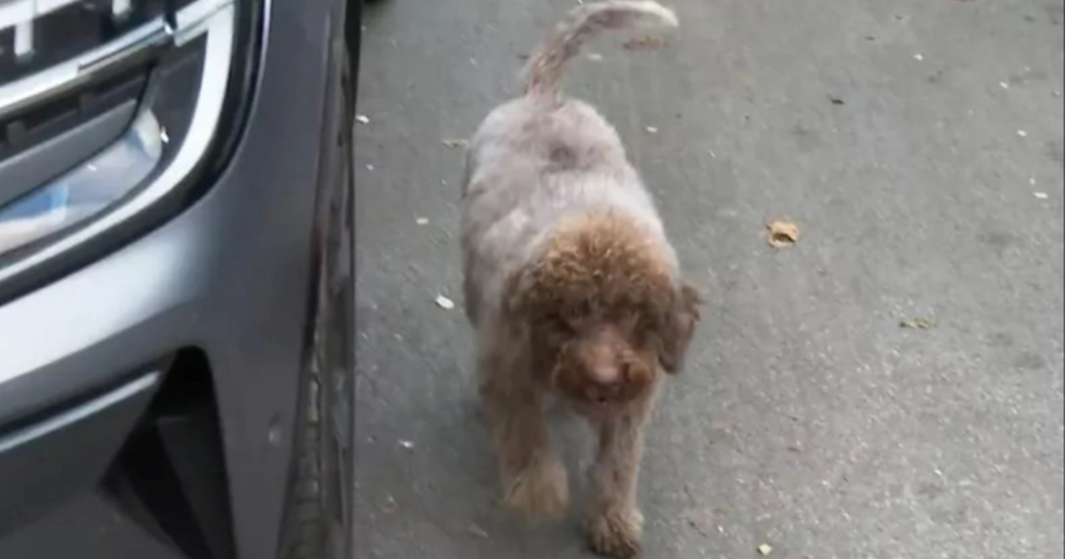 U strahu od petardi Maša pretrčala četiri kilometra, spas našla u zagrebačkom hotelu