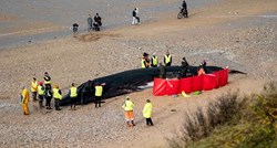 FOTO Na plaži u Engleskoj pronađeno tijelo ogromnog 16-metarskog kita