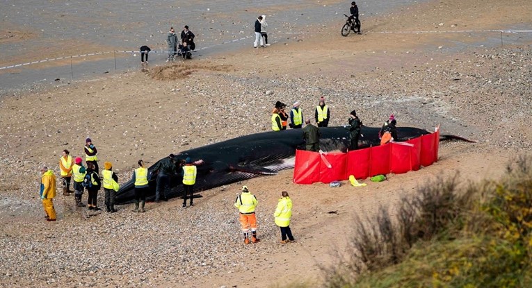FOTO Na plaži u Engleskoj pronađeno tijelo ogromnog 16-metarskog kita