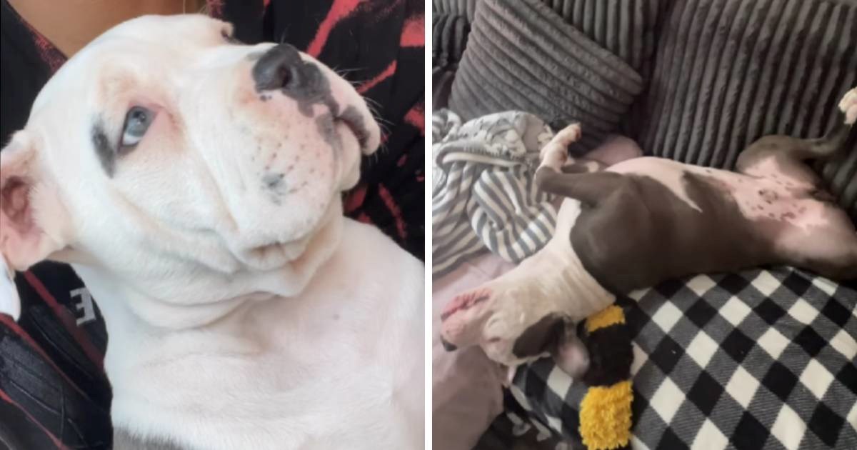 Mislio da kupuje "malog" pit bulla, a sada njegov pas ima 45 kg. Internet ga sprda 😅