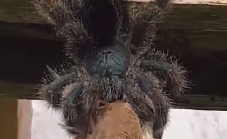 Tarantula uhvatila čitavu pticu, snimka izaziva noćne more onima koji se boje paukova