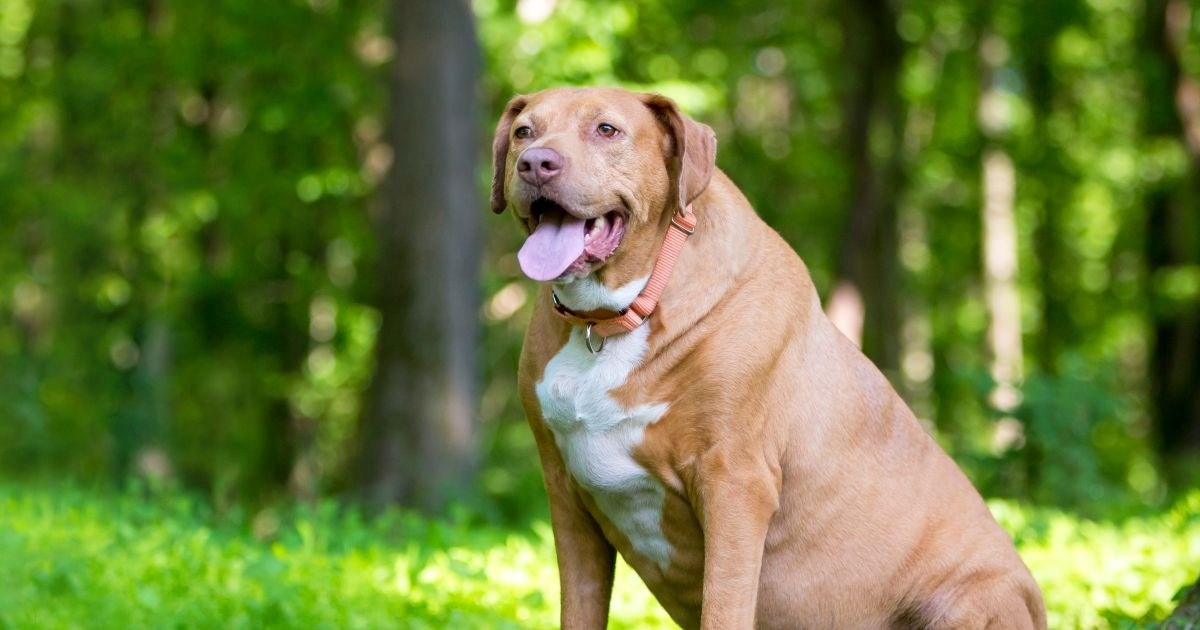 Pretilost kod pasa: Kako pomoći ljubimcu da smršavi na zdrav način?