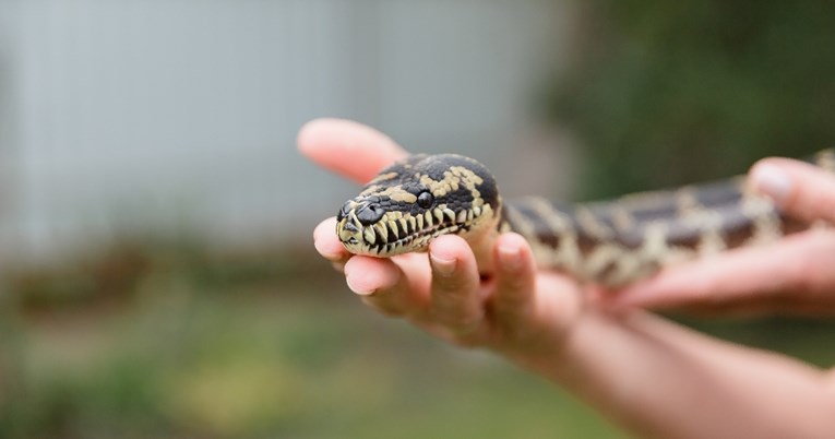 Pet zmija koje se smatraju najgorim kućnim ljubimcima