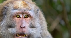Studija: Velikim majmunima u Africi prijeti dramatičan gubitak staništa
