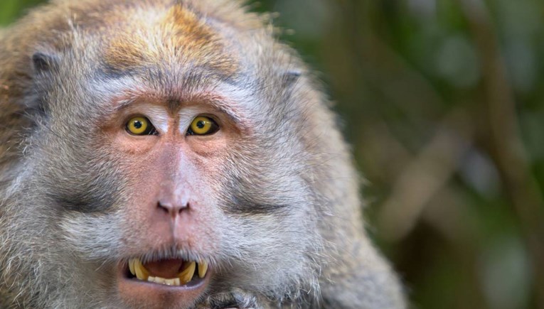 U Americi vlada nestašica majmuna zbog utrke za cjepivom