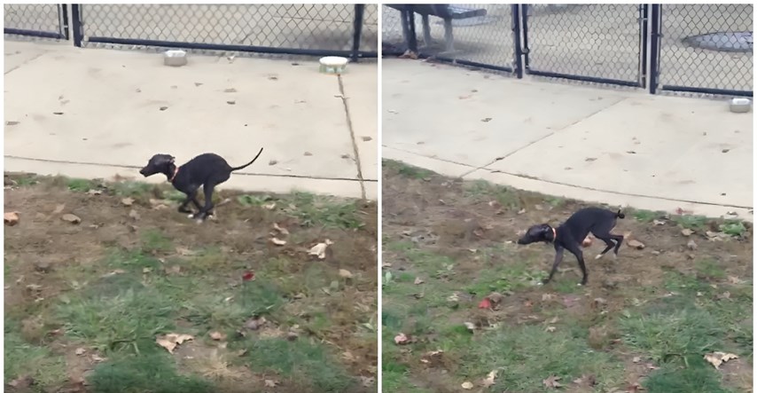 Kujica prvi put otišla u park za pse, njezina reakcija je sve