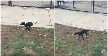 Kujica prvi put otišla u park za pse, njezino uzbuđenje je zarazno