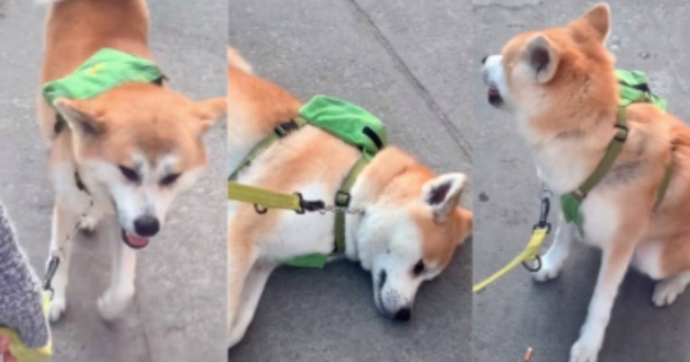 Preslatki pas iznenada se počne praviti mrtav svaki put kad iz šetnje mora doma