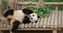 Kina šalje dvije mlade pande u SAD