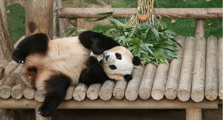 Kina šalje dvije mlade pande u SAD