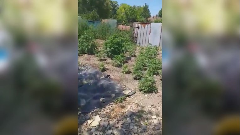 VIDEO Policija u Slavoniji otkrila malu tvornicu marihuane