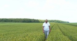 Nakon 20 godina žuta hrđa napala pšenicu u Hrvatskoj. "Širi se kao kuga"